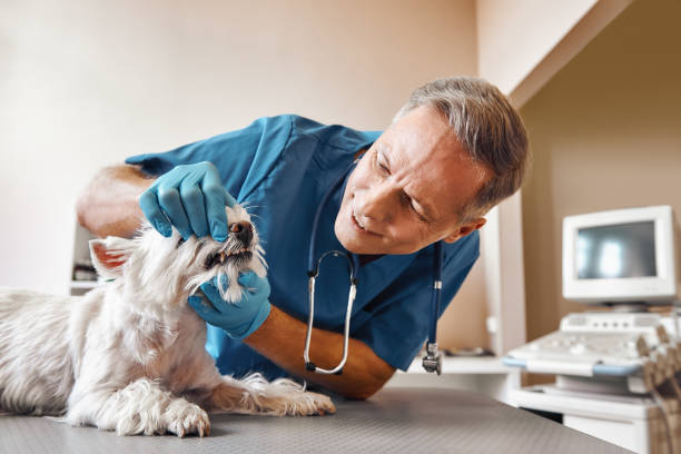 Best After-Hours Dental Care in La Homa, TX
